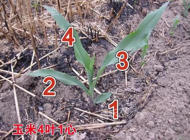 除草高峰期——烟嘧磺隆“4大要点”总结3