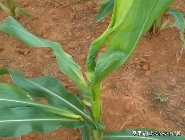 玉米拧芯卷叶、不抽叶不展叶，不能全赖蓟马虫害，常见原因有6种5