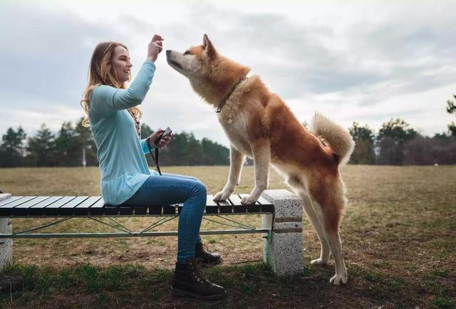 秋田犬性格