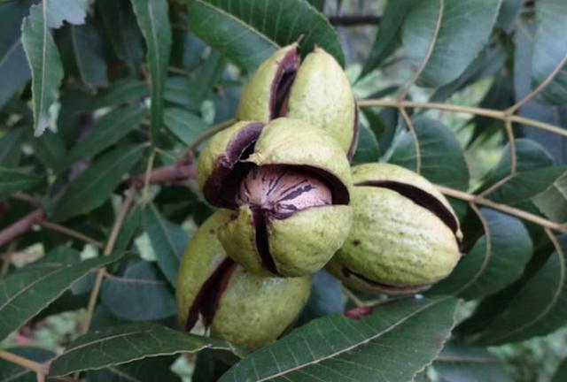 碧根果是啥来历？