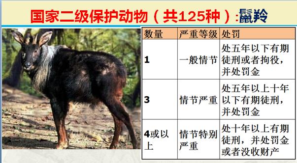 国家二级保护动物