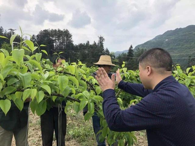 农民种梨树，什么时候进行套袋？套袋技术要点有哪些？果农需知8