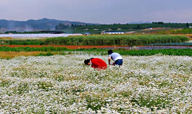 除虫菊 除虫菊（除虫菊花） 生活