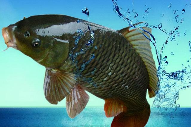 提醒：有5种鱼尽量少吃，很多人可能还不清楚，本文告诉答案