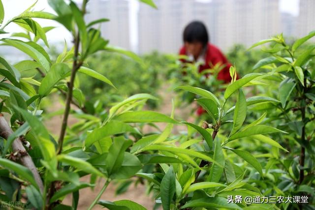 3个桃树高产施肥技术，果实均匀膨果快口感甜，亩产4500斤以上2