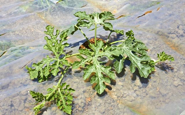 西瓜种植技术｜西瓜沤根病症状及防治措施2