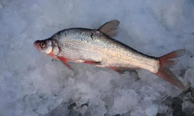 淡水魚圖片(淡水魚圖片大全)-帝國百科