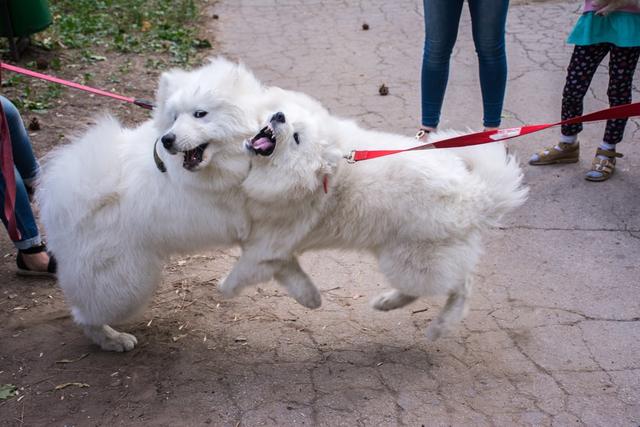 爱斯基摩犬