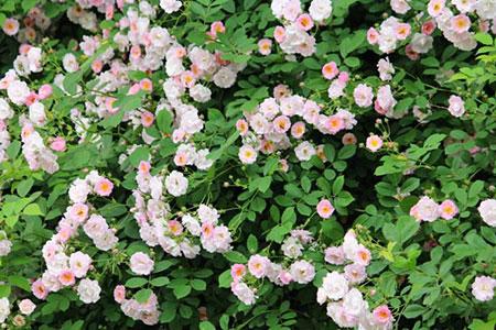 木槿荼蘼大概的意思,落尽荼蘼是什么意思 - 千梦