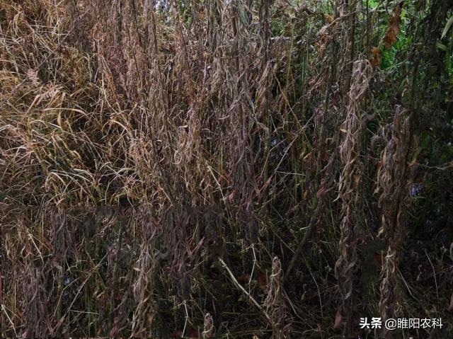 草甘膦这几个配方，专杀树木、竹子、藤条和各种恶性杂草