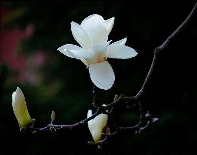 澳门市花