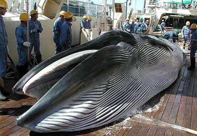日本为什么要杀鲸鱼(日本掠夺鲸鱼视频)