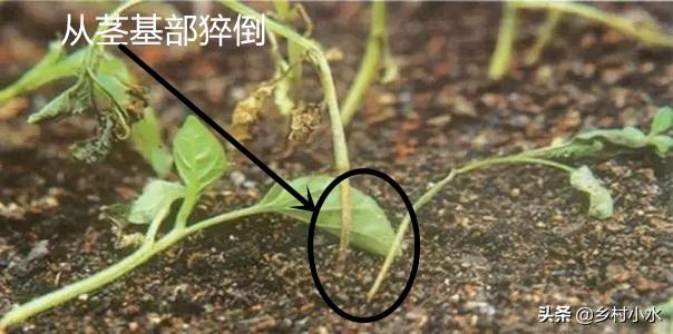 辣椒植株萎蔫找不到原因?分清植株受损部位，进行科学的防治