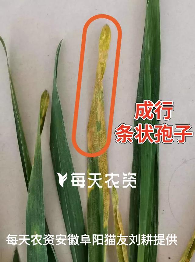 哭！近期麦苗大片大片发黄，怎么补救？5大原因必看12