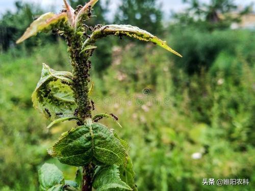 这个新药能治蚜虫、介壳虫、盲蝽蟓等10多种害虫，用一遍顶三遍2