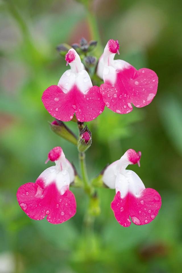 夏天开什么花 夏天开什么花（夏天开什么花树） 生活