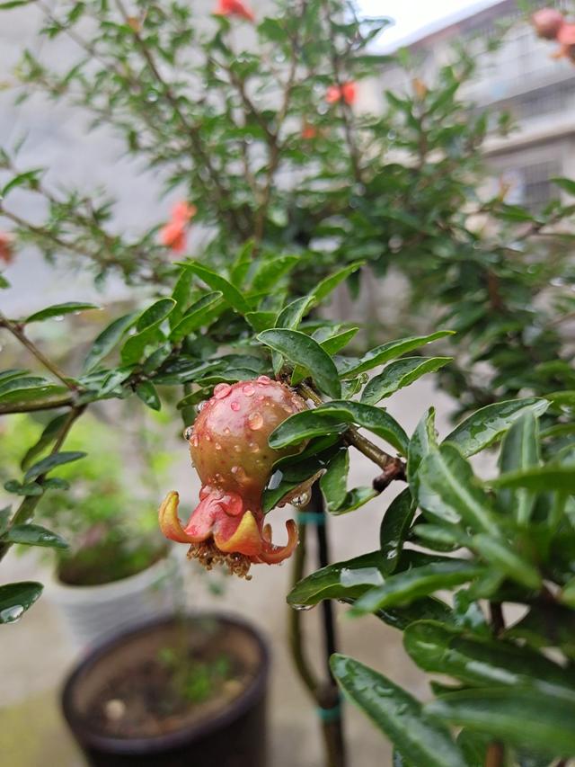 花草图片大全