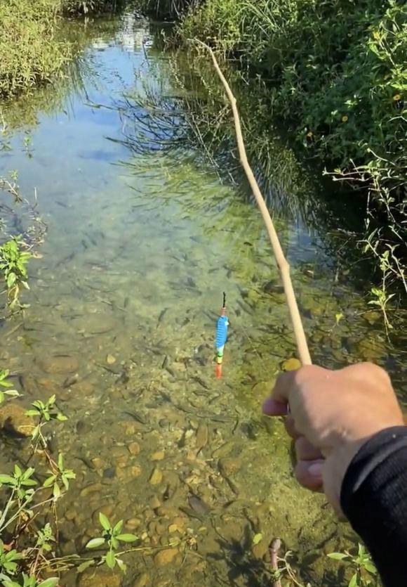 罗非鱼怎么有些鱼鳞黑点