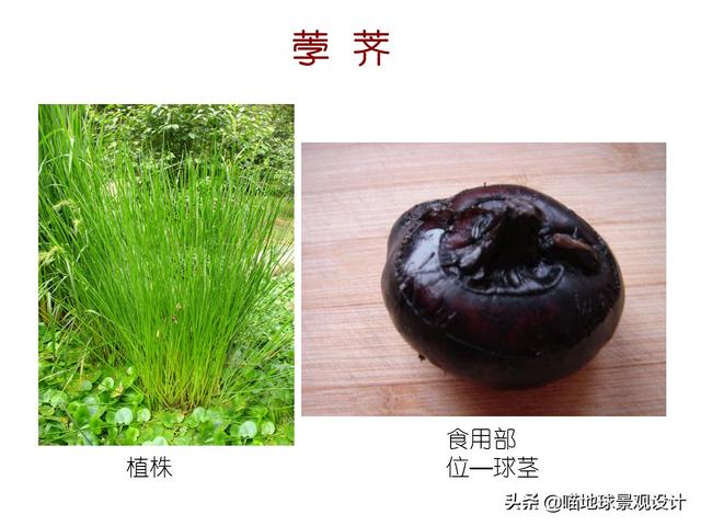 常见水生植物 常见水生植物（珠江口常见水生植物） 生活