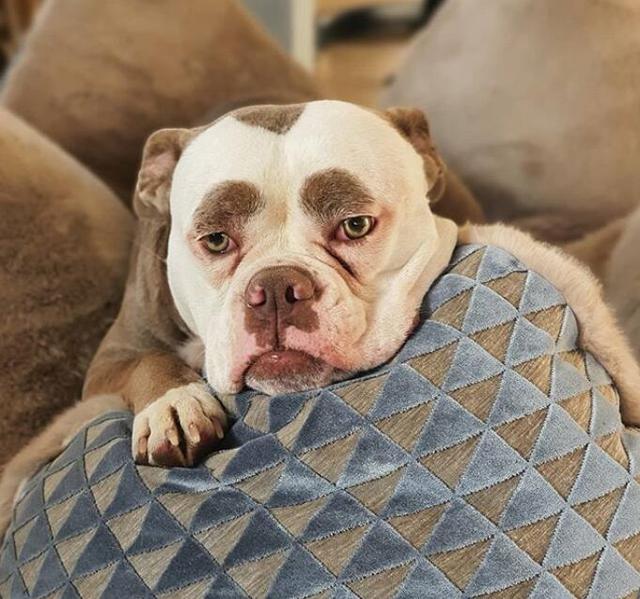 图文 日常悲伤的斗牛犬 荣获一个特别的称号 狗主 都是眉毛惹的祸 斗牛犬的称号 Www Chongwu56 Com