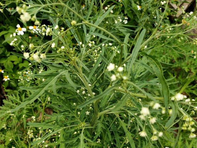 薇甘菊 薇甘菊（薇甘菊危害事件） 生活