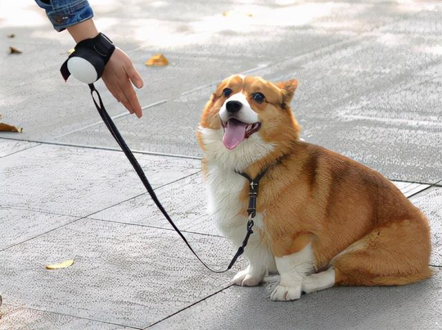 狗狗遛弯需要注意什么?