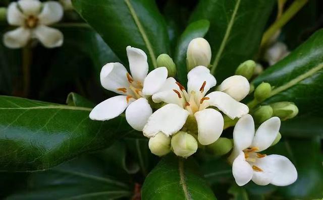 柚子茶 蜂蜜柚子茶