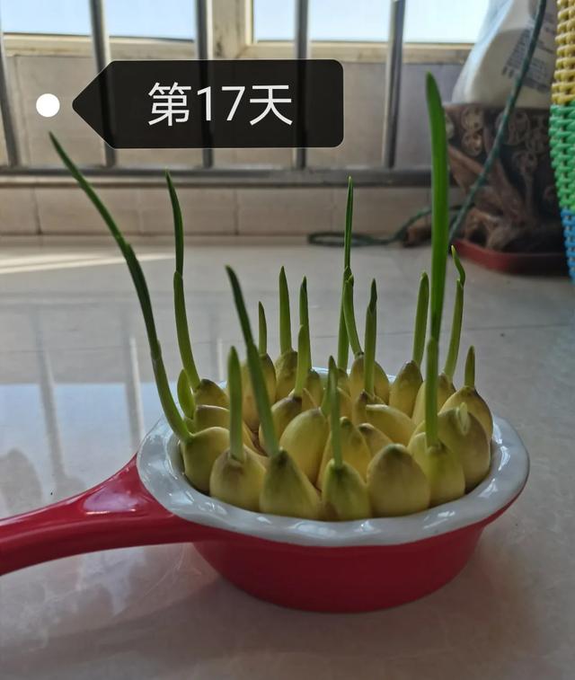 蒜苗的生长过程观察日记
