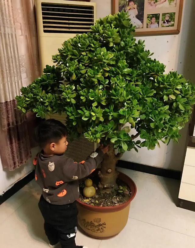 观叶植物