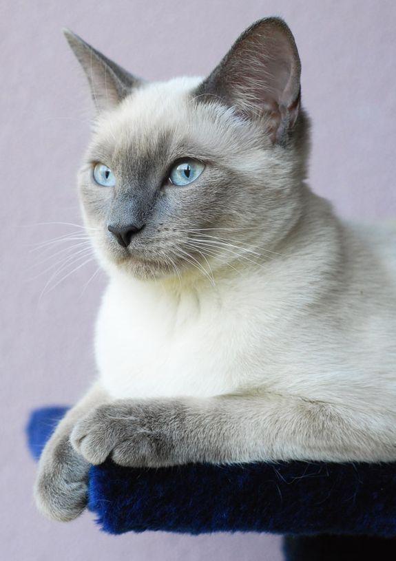 如何挑选一只适合自己养的猫（人生第一只自己的猫怎么选）(1)
