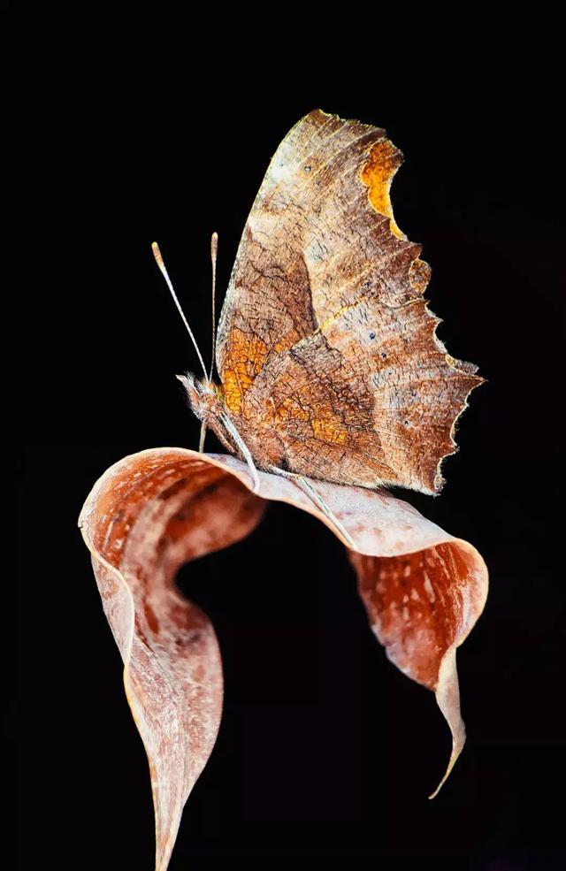 [微信七里香代理]，微信视频发黑了怎么调呢