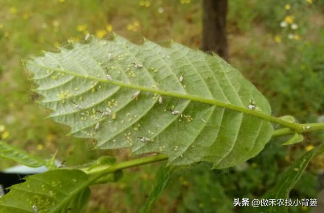 春季变暖，蚜虫即将爆发，掌握技巧早防早治，重防田间蚜虫危害10