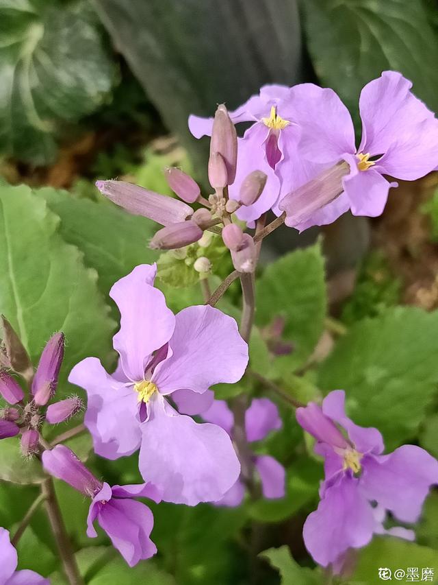 花草图片大全