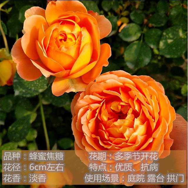 月季花是什么颜色的