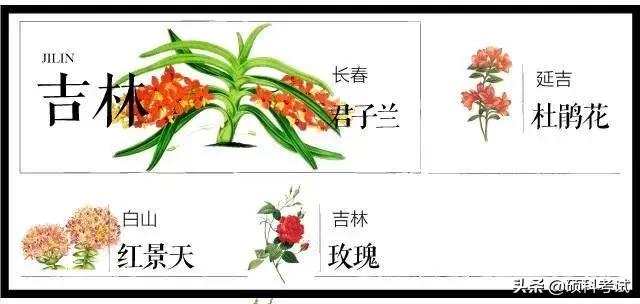 中国各城市市花