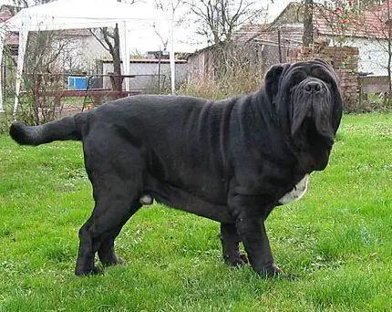 世界上最大的犬是什么犬，有哪些比较好的大型犬