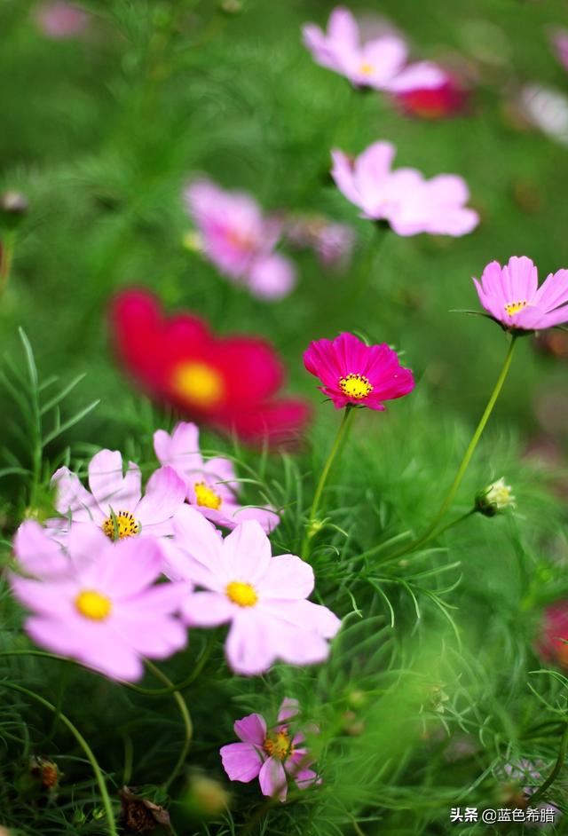 格桑花波斯菊