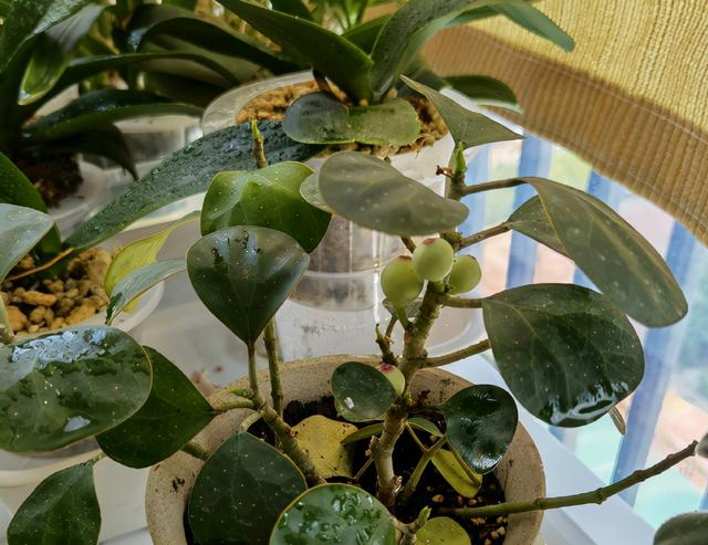 [七猫安卓一键评论]，姓叶的微信昵称大全