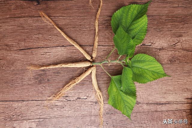 人参到底怎么吃？野山参、园参、红参怎么选？这一篇全说透了