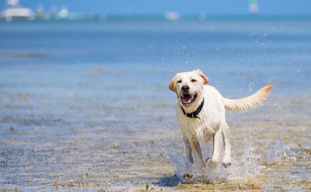 狗狗運動過量後腿站不起來怎麼辦(狗狗運動過量症狀)-艾拉養犬