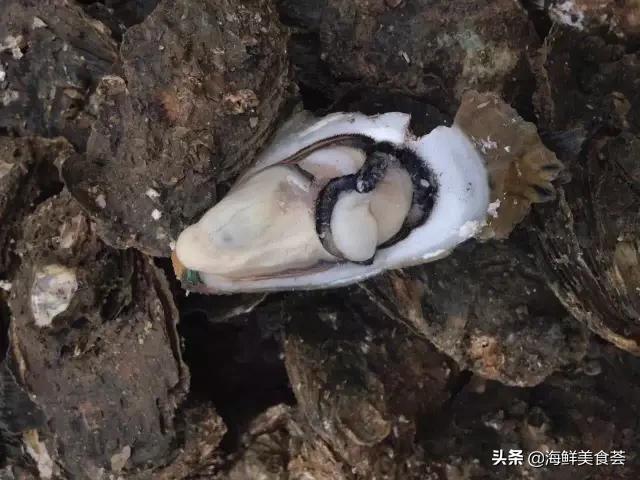 海鲜种类