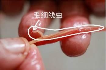 子梅鱼有鱼鳞吗