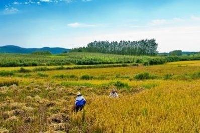 今日寒露，农村老人说，今年寒露“无禄”犯“红沙”，什么意思？