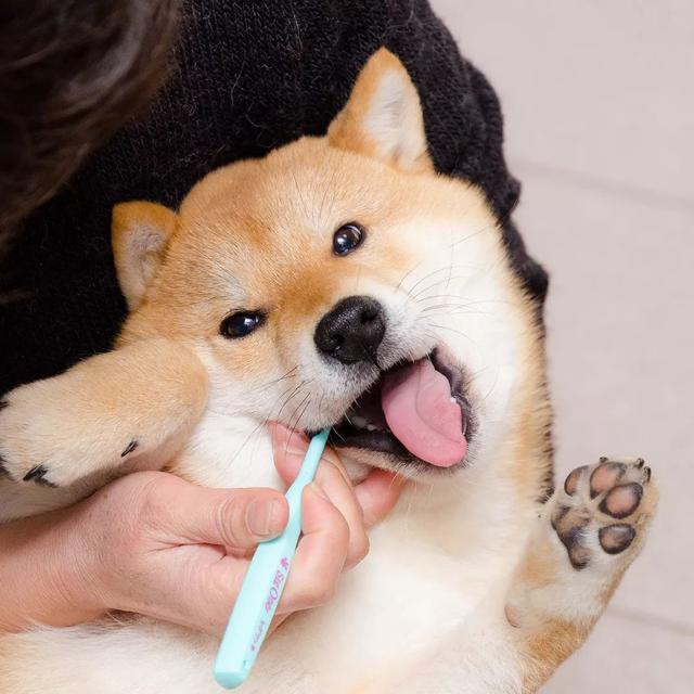 狗狗吃生肉咀嚼声(狗狗无法咀嚼流口水)-艾拉狗狗乐园