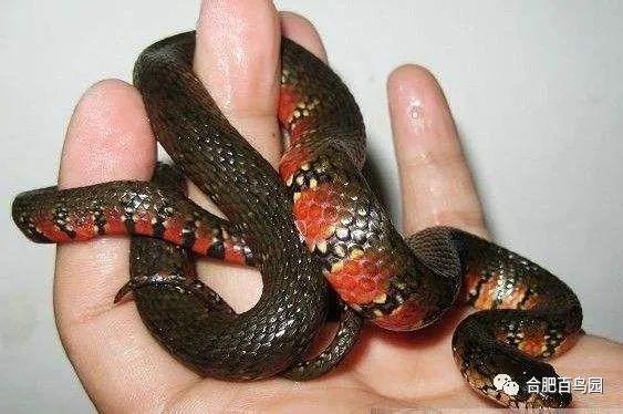 双斑锦蛇