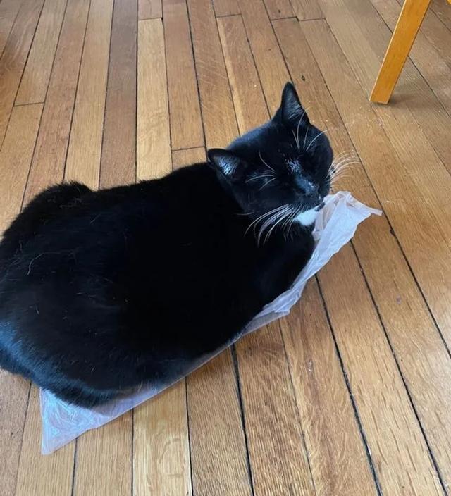 猫图片大全可爱 猫图片大全可爱