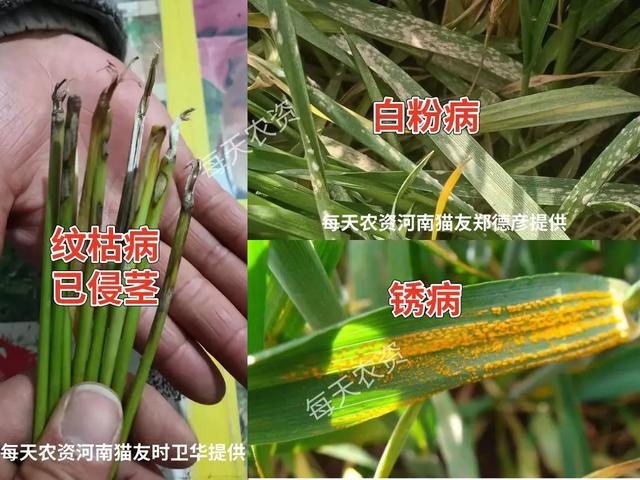 噻呋酰胺【持效期高又安全】，7大使用“关键点”必看！4