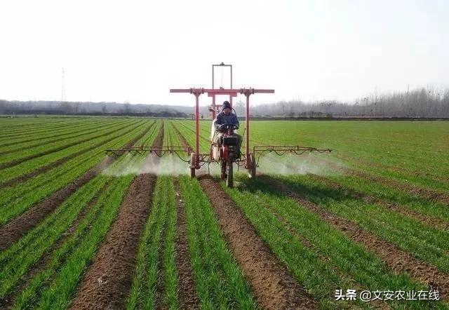 早春小麦田化学除草技术要点