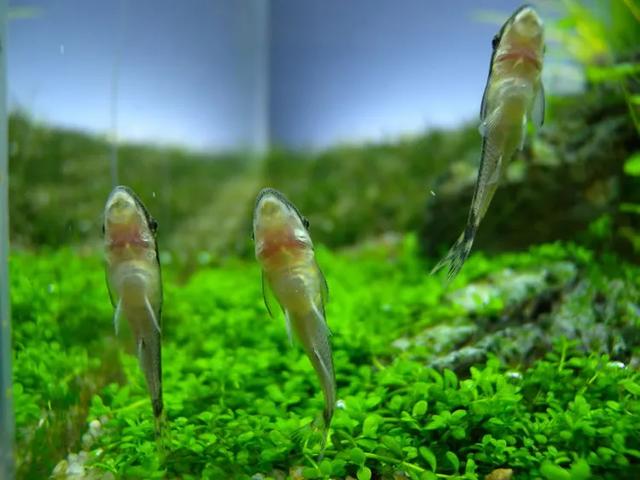 45cm制砂机