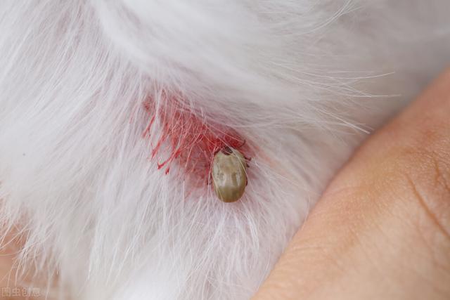 狗狗身上长满寄生虫怎么办(身上有一万只蜱虫)-艾拉狗狗乐园